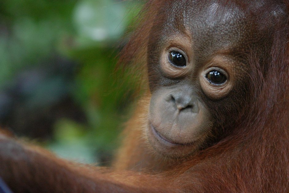 Маленький орангутан