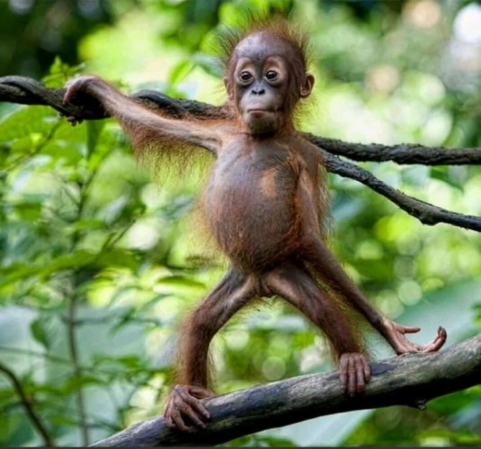 Маленький орангутанг