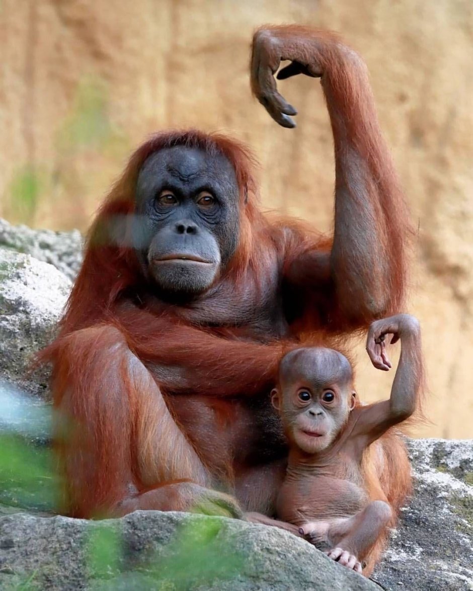 Обезьяны орангутан детеныш