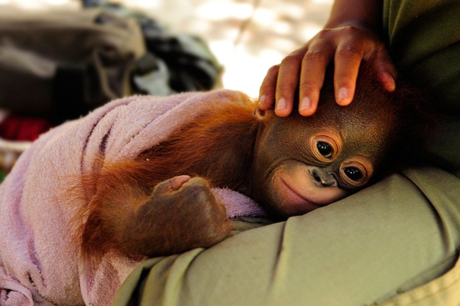 Детеныш обезьяны улыбается