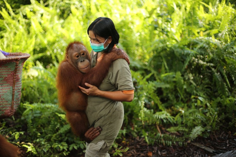 Лапы орангутана