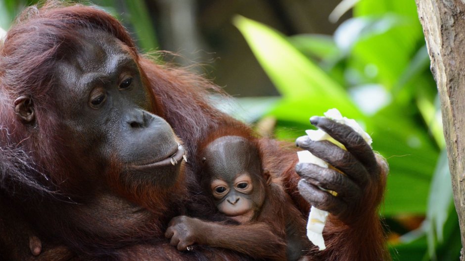 Обезьяна орангутанг детёныш