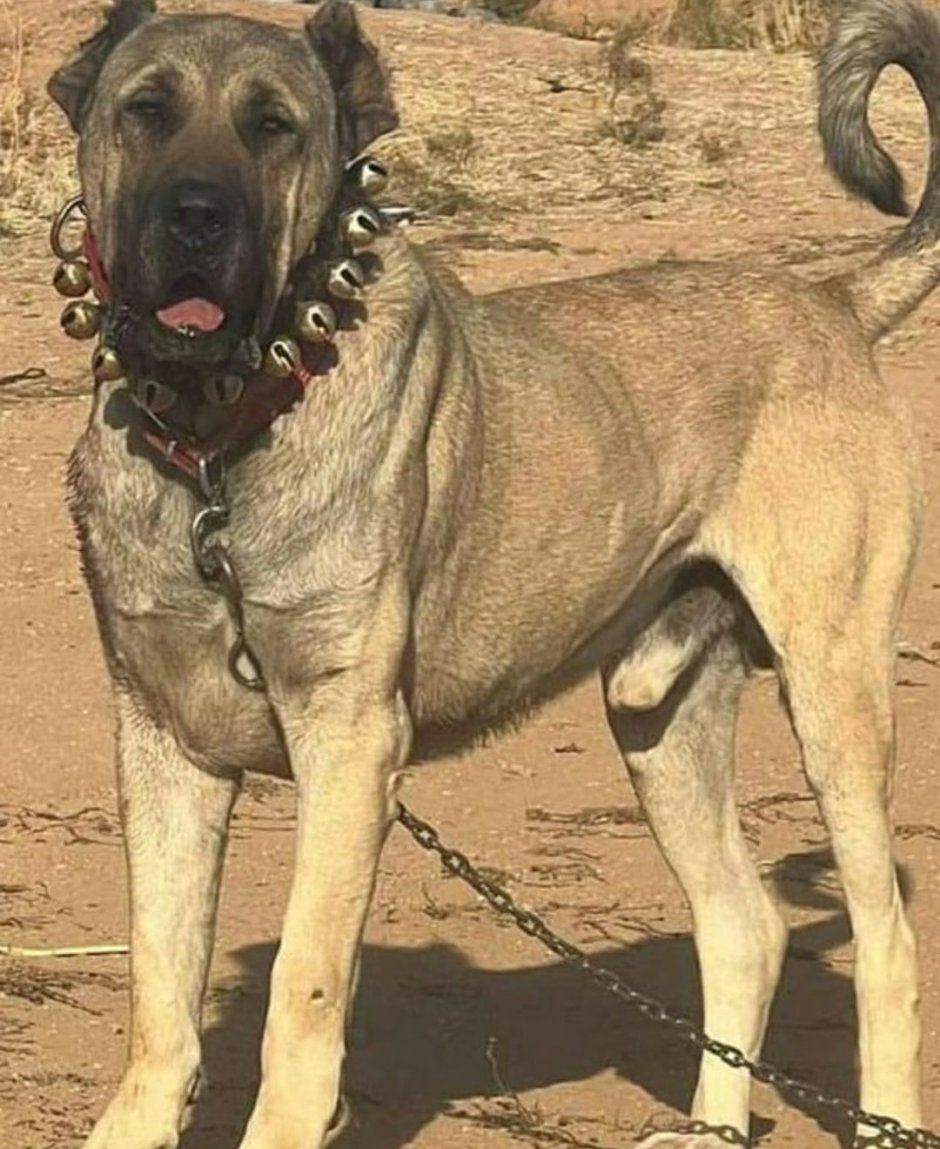 Курдский кангал