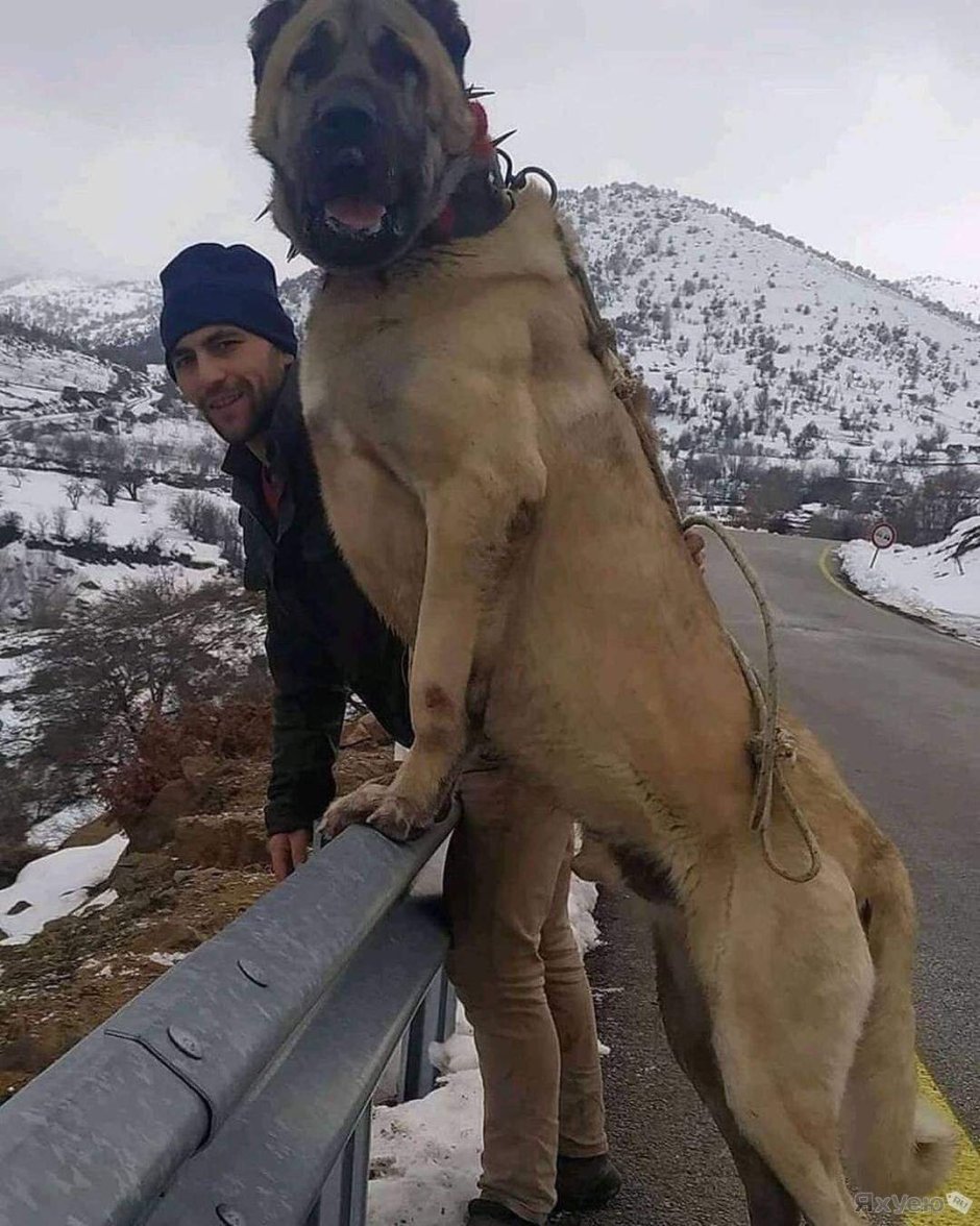 Алабай кангал Coban