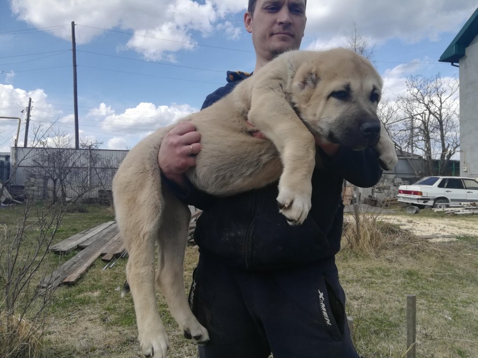 Кангал самый большой турецкий