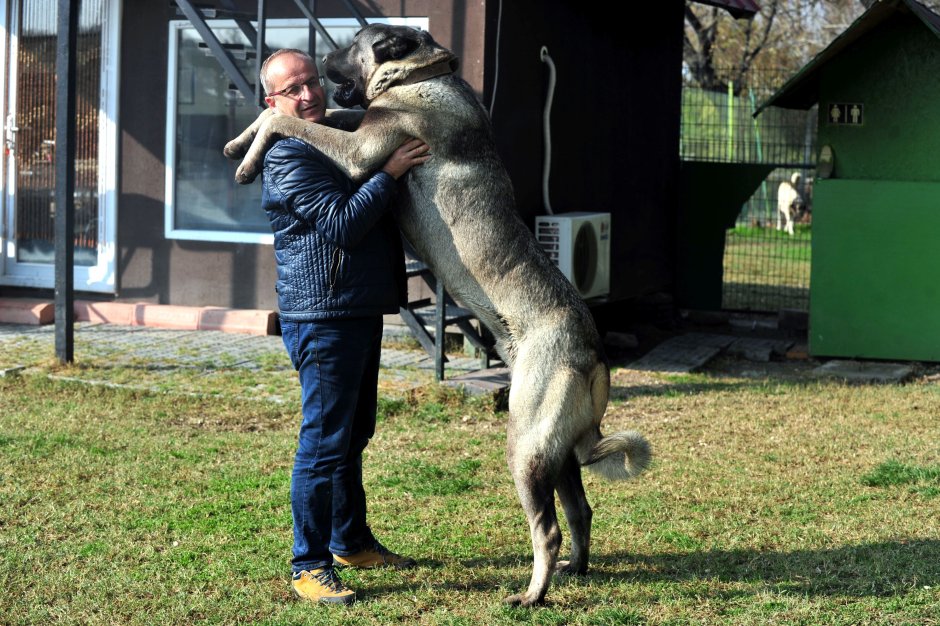 Картинка алабай и питбуль