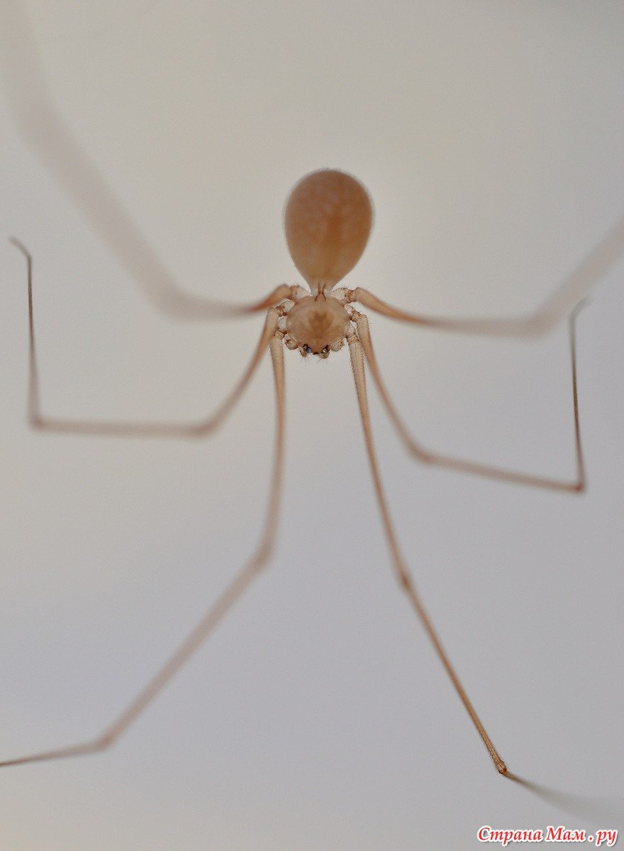 Паук сенокосец паутина