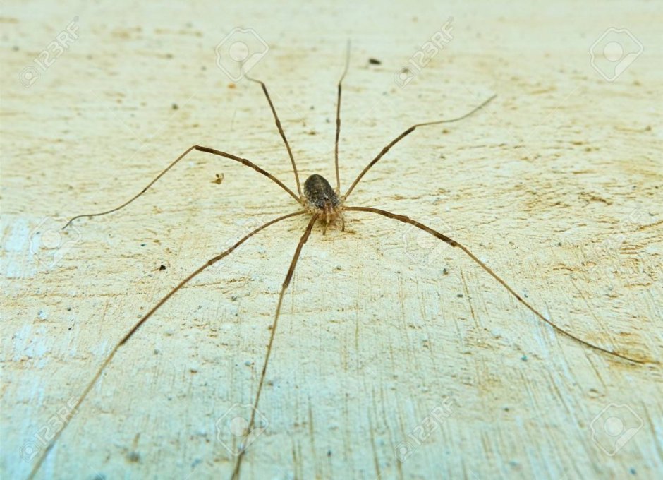 Паук сенокосец домашний