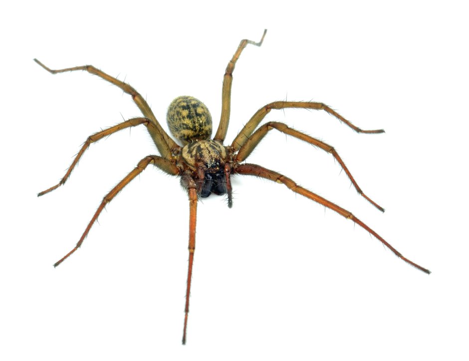 Пауки домашние с длинными ногами