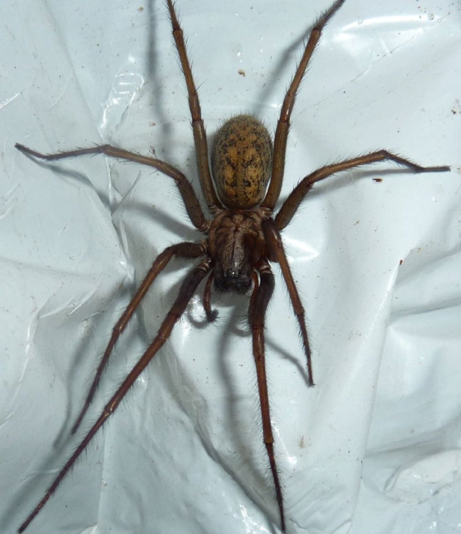 Фаланговидный фолькус (Pholcus phalangioides)