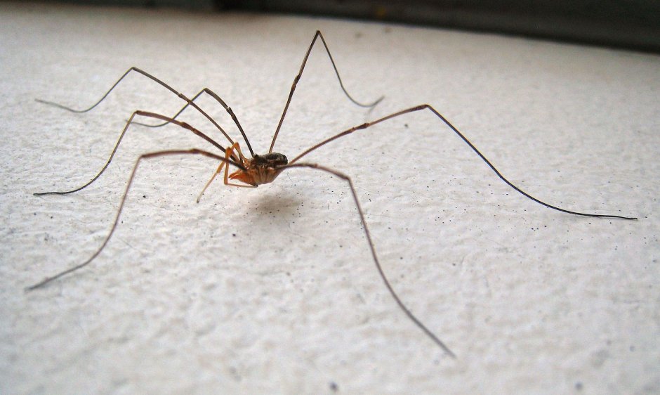 Brown Recluse Spider паук
