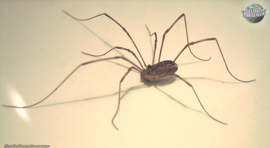 Tetragnatha pinicola