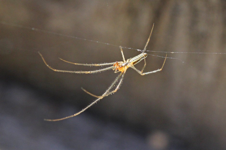 Маленький светло коричневый паук