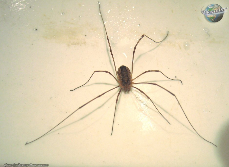 Прозрачные паучки