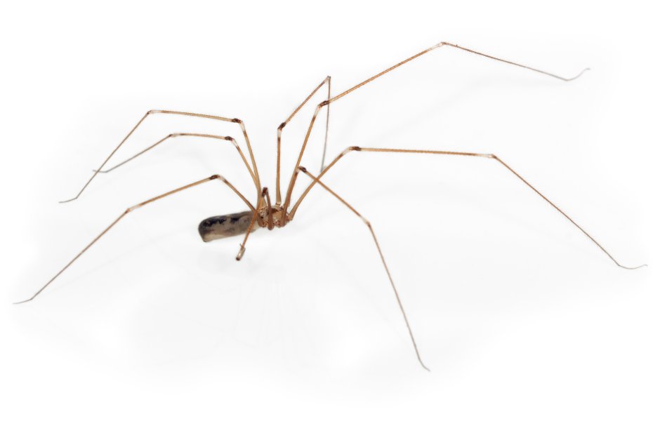 Серый паук с длинными ногами