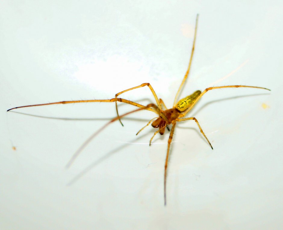 Паук с 4 лапами