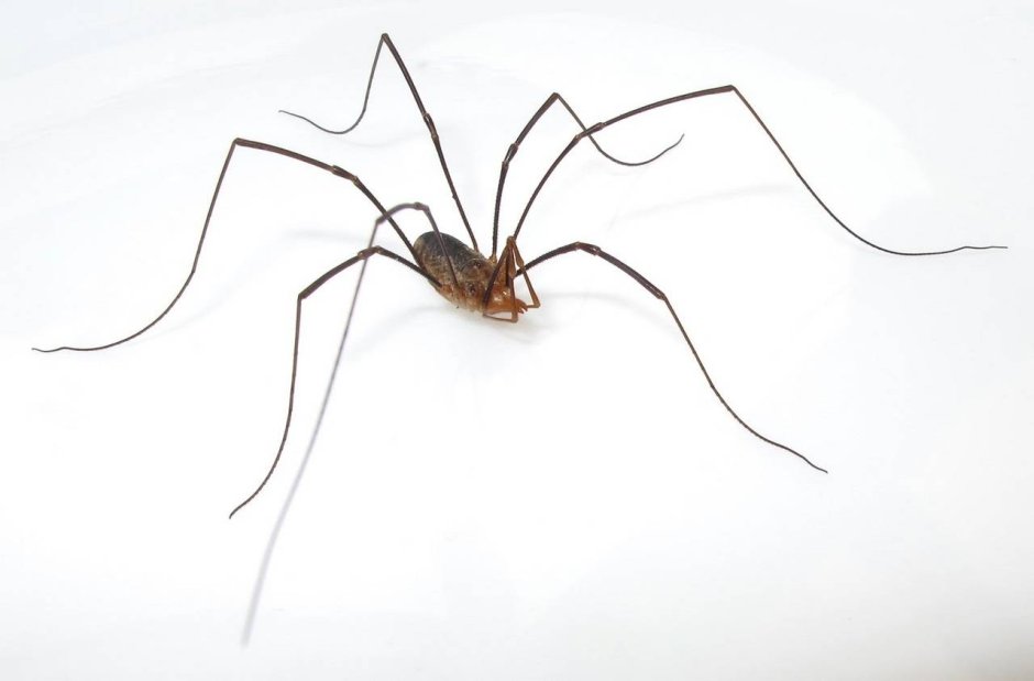 Pholcus phalangioides паук
