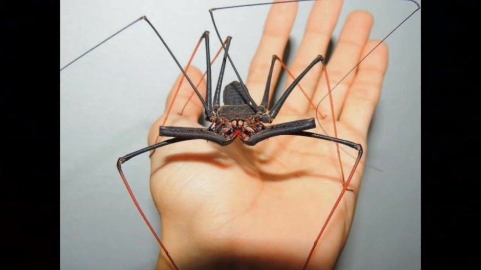 Черный паук с жирными лапами