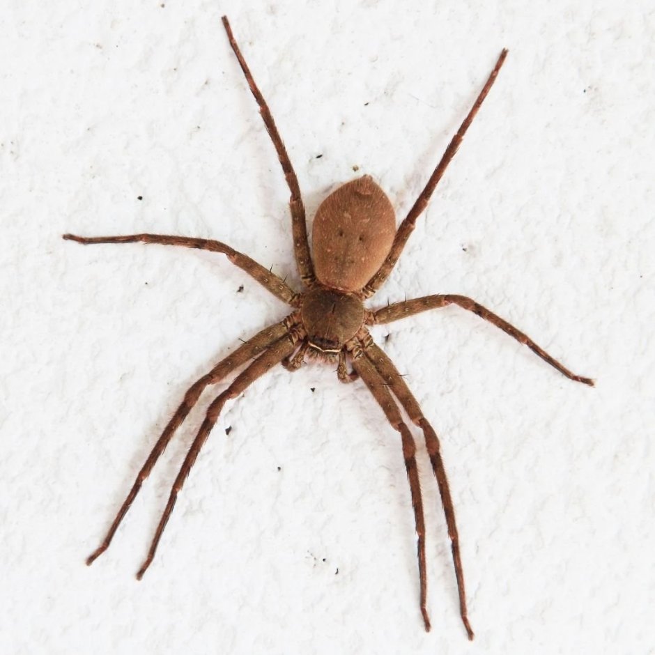 Домовой паук Tegenaria Agrestis