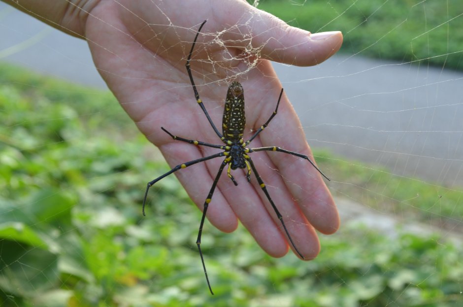 Желто-черный паук в России