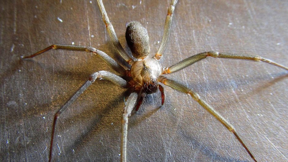 Комар сенокосец