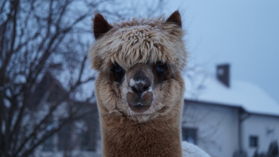 Альпака смеется