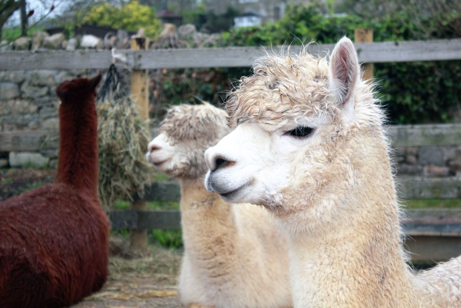 Лама Lama Glama