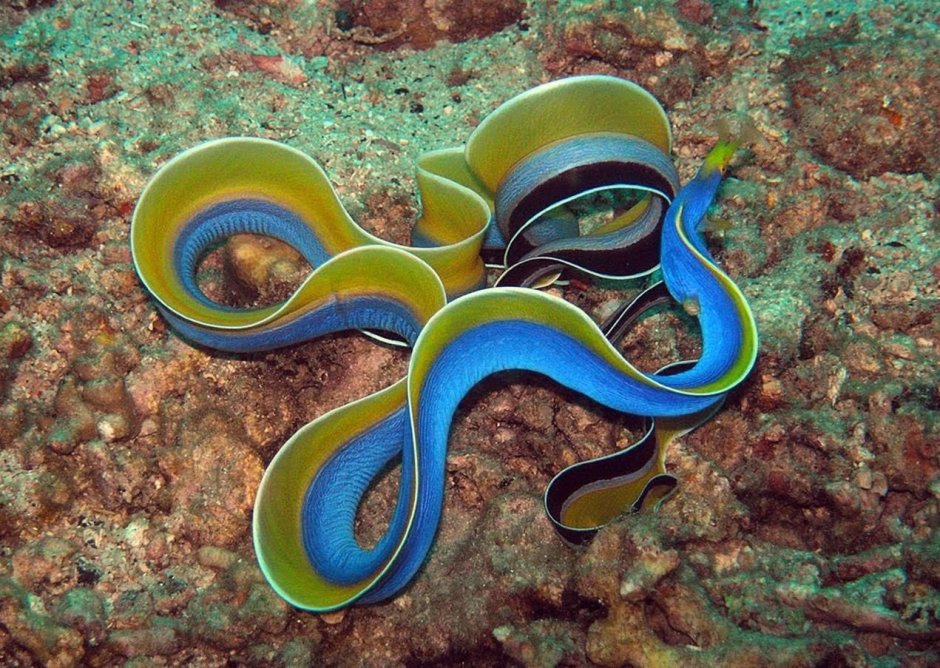 Морская змея Белчера