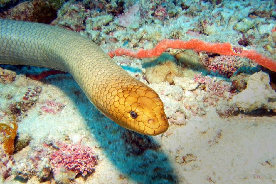 Морская змея Белчера