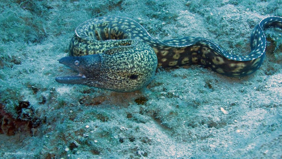 Green Moray eel