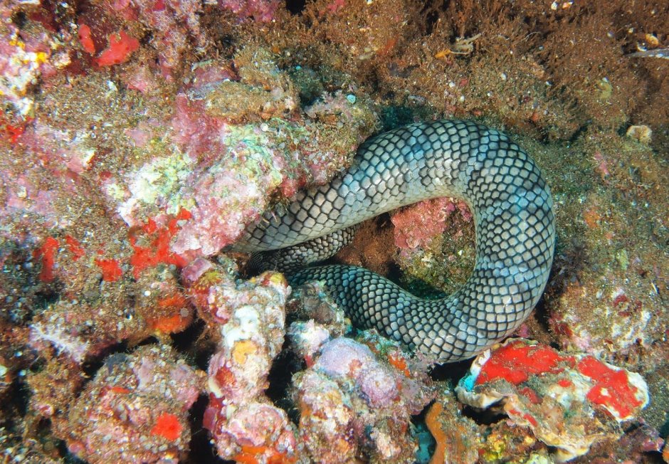 Морские змеи красное море желтая