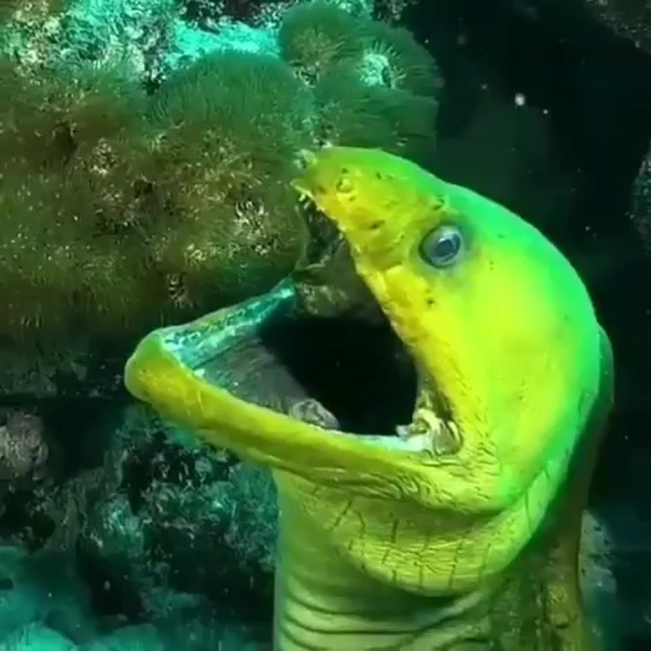 Ленточный Крайт на побережье черного моря