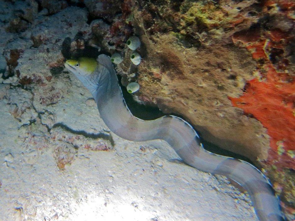 Рыбы красного моря мурена