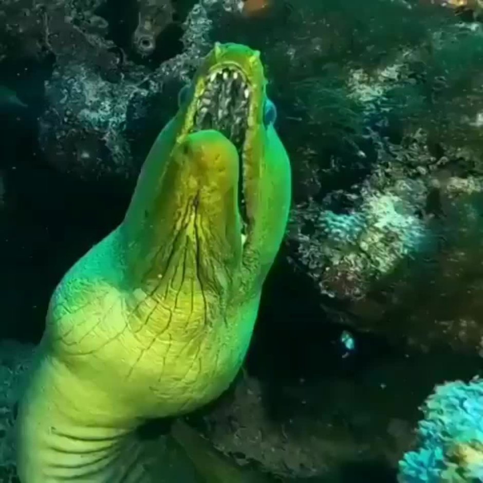 Пятнистый угорь красное море