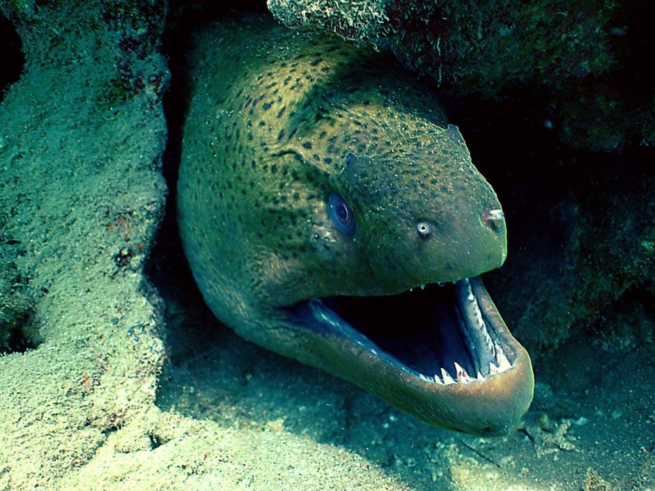 Морская змея Дюбуа