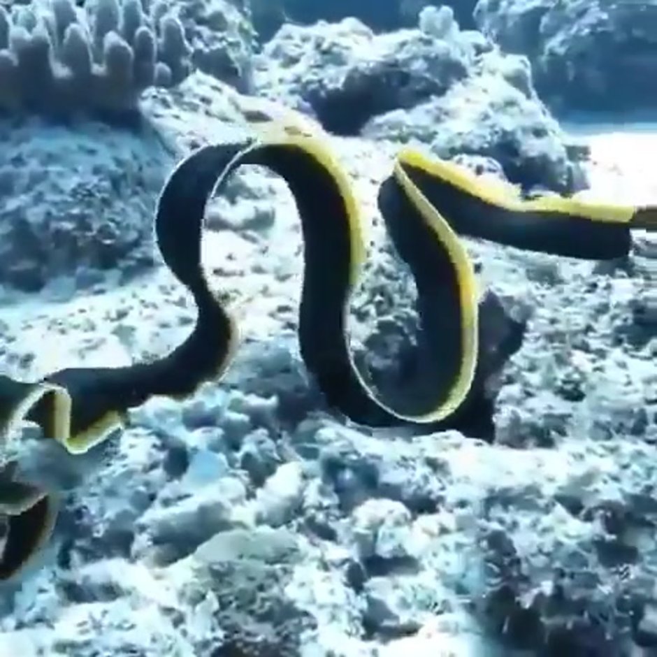 Морские змеи на Мальдивах