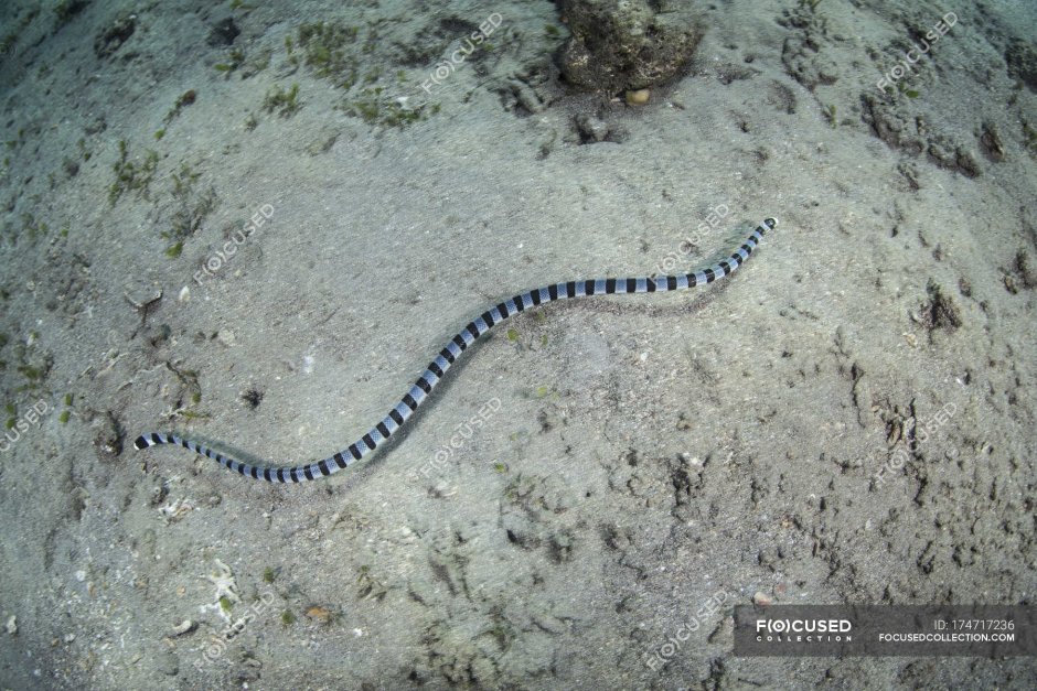 Мурены в гавайском море
