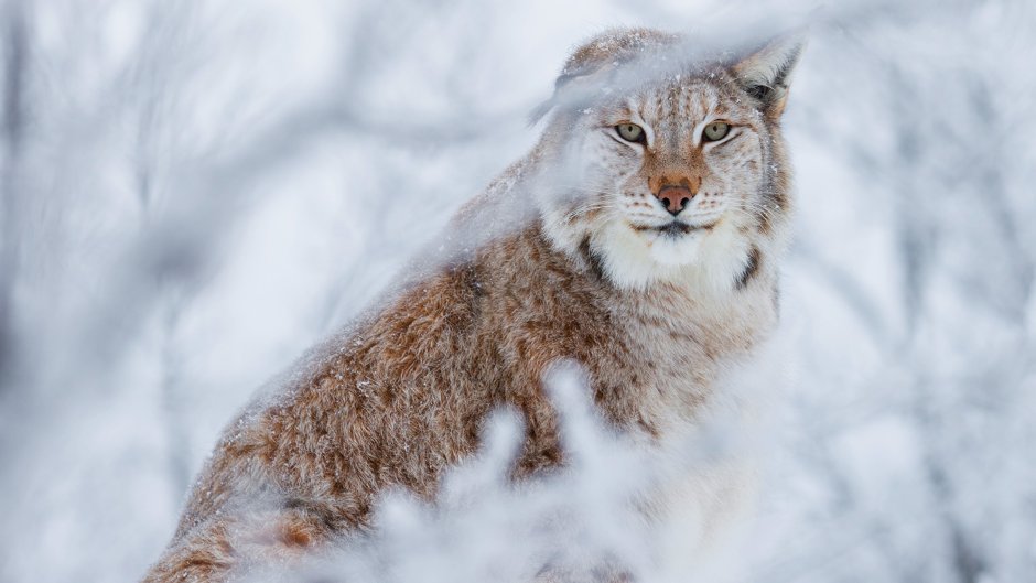 White Lynx Олег