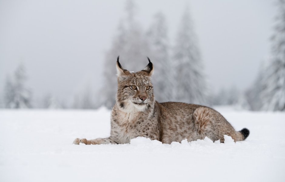 Рысь обыкновенная Lynx Lynx Linnaeus, 1758
