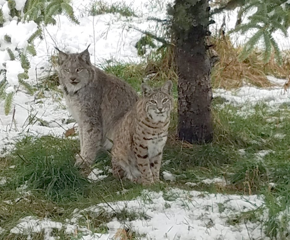 Животное попало в капкан