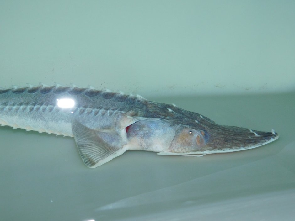 Pseudoscaphirhynchus kaufmanni