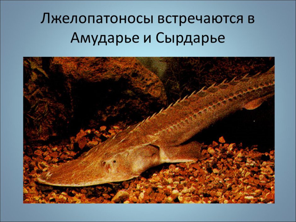 Осетр лопатонос