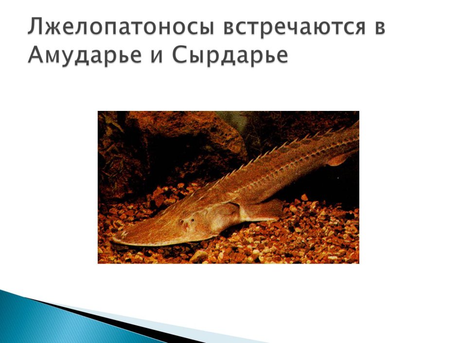 Трилетствующая икона Божией матери