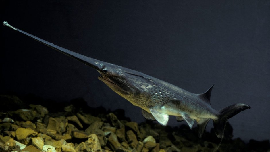 Севрюга (Acipenser stellatus)