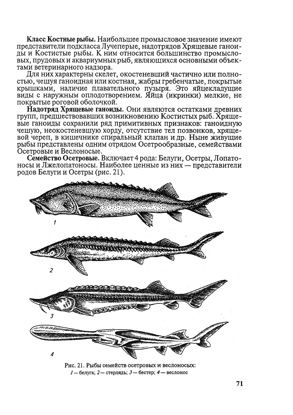Амударьинский лопатонос