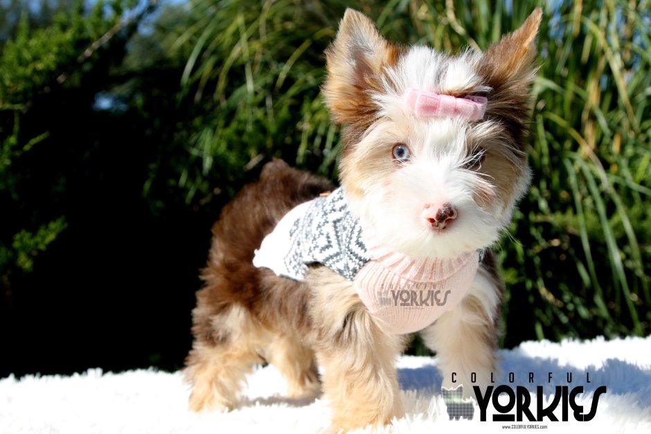 Choco Yorkshire Terrier