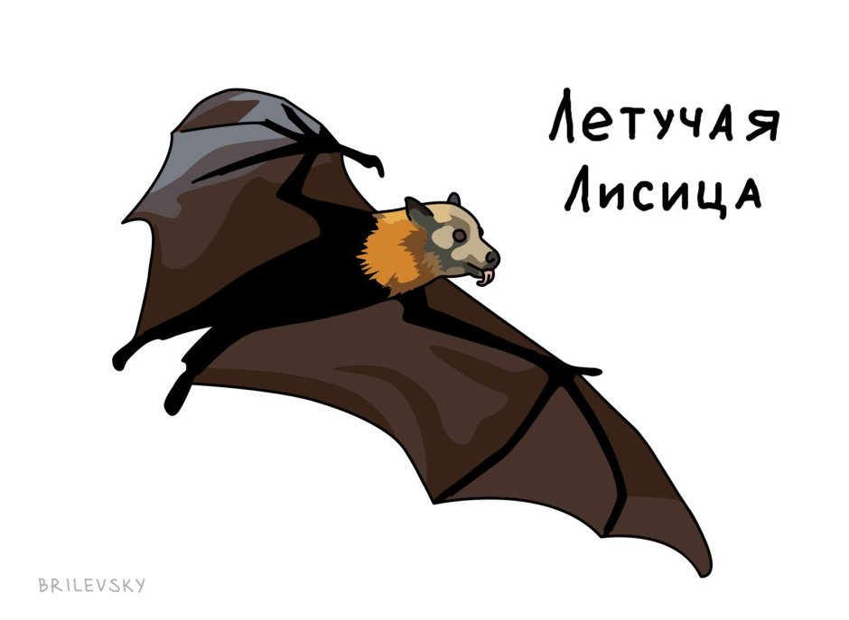 Летучая лисица мультяшная