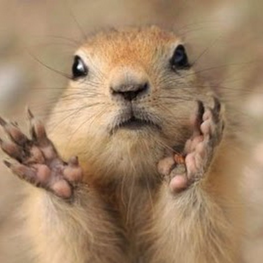 Суслик с цветочком