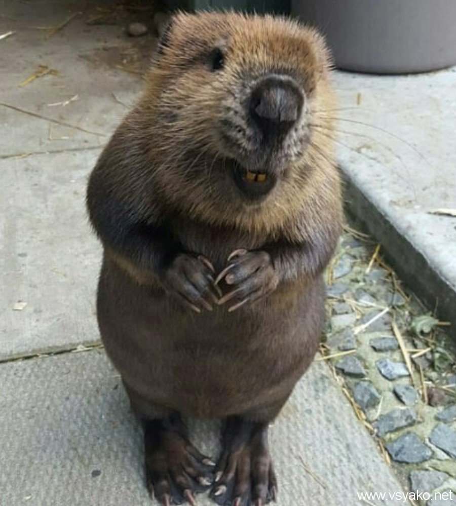 Сурок и бобер