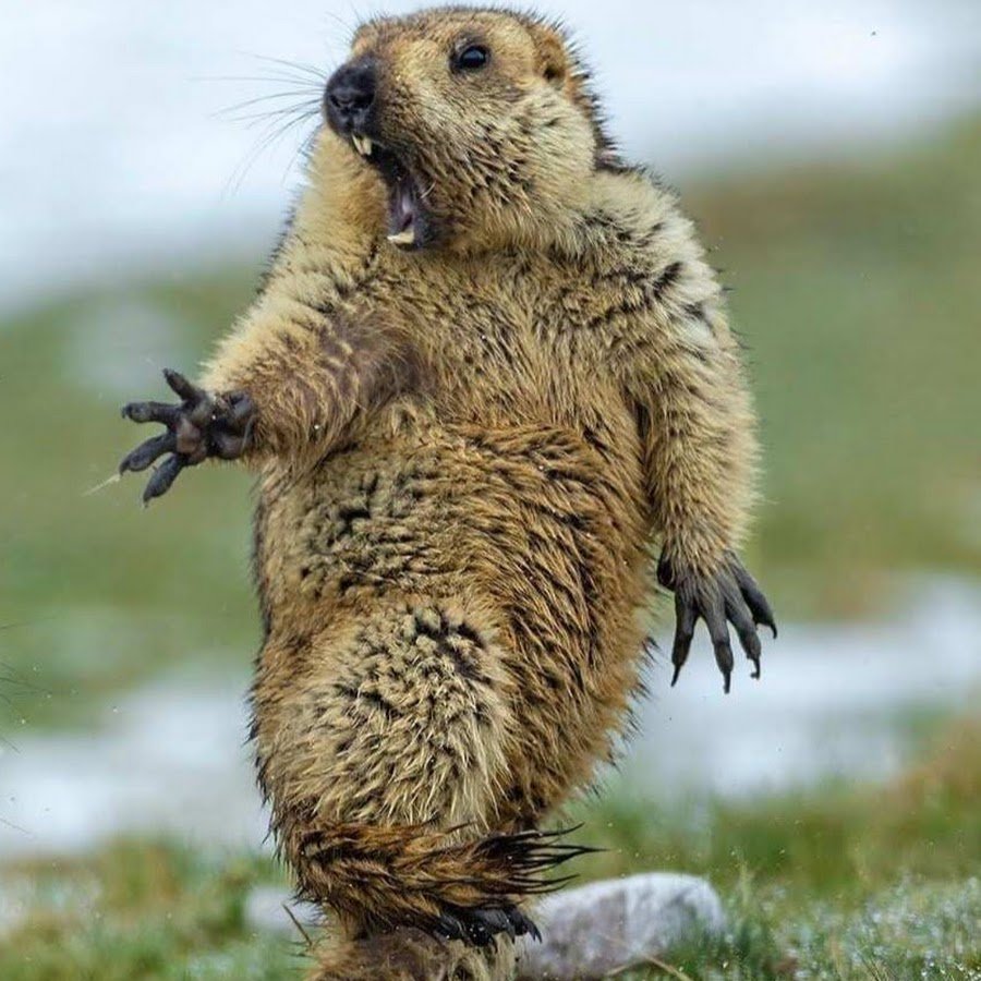 Бешеный суслик